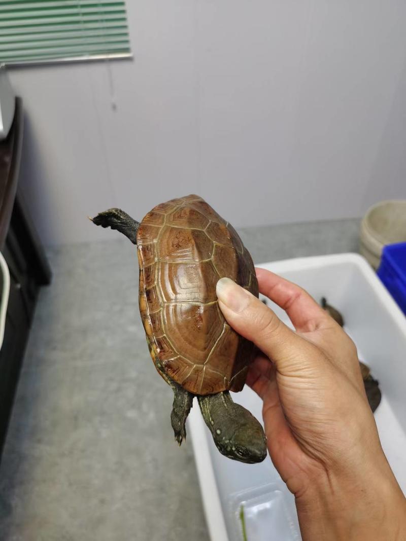 出售墨龟苏北产蛋亲龟，各种规格观赏龟，金线草龟苗等