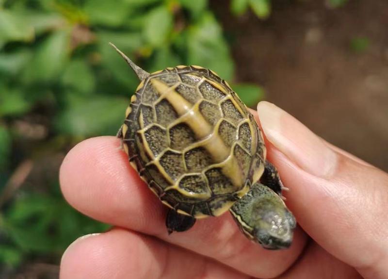 出售墨龟苏北产蛋亲龟，各种规格观赏龟，金线草龟苗等