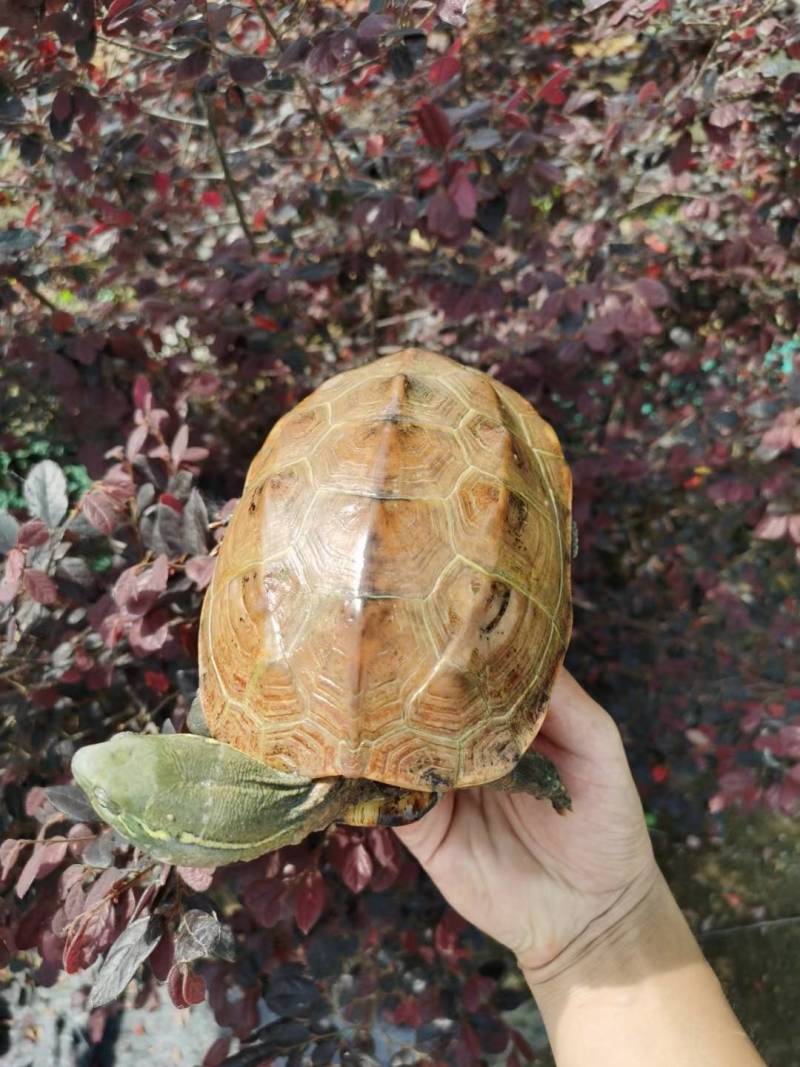 出售墨龟苏北产蛋亲龟，各种规格观赏龟，金线草龟苗等