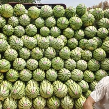 沙漠西瓜
