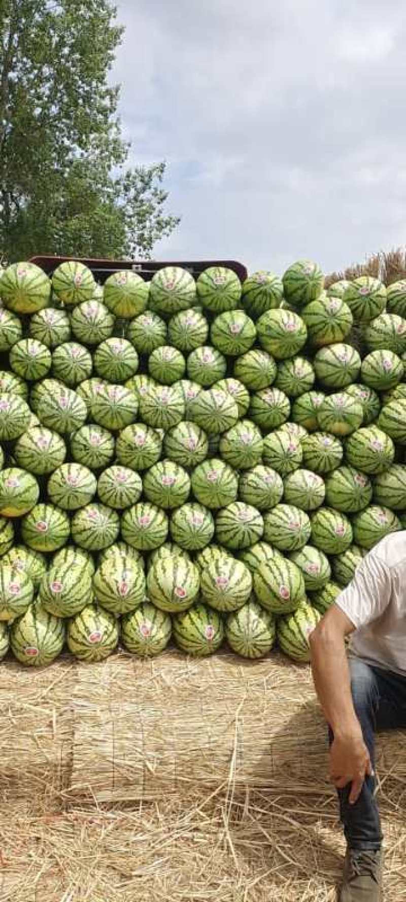 沙漠西瓜