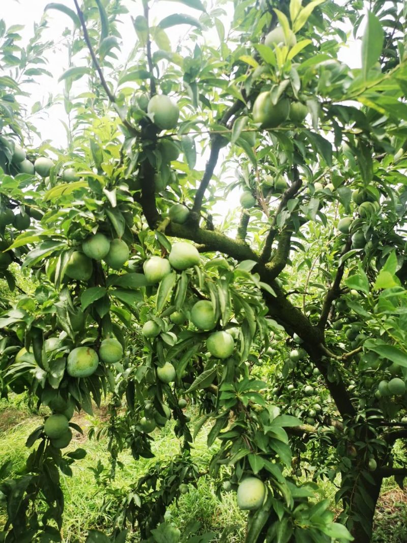 翠冠梨成熟了，现货50万斤，欢迎搞货