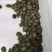 苏北金线草龟苗，各种规格的亲龟，墨龟，以及观赏龟，