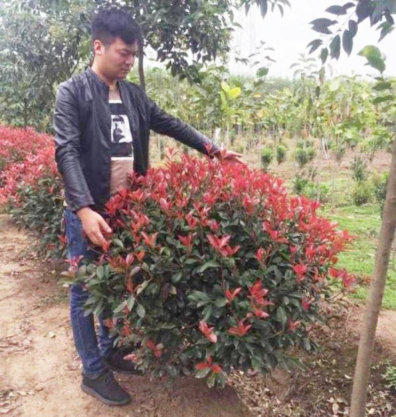 石楠球花坛绿化布景球形红叶石楠园林工程常青小苗木城市庭院