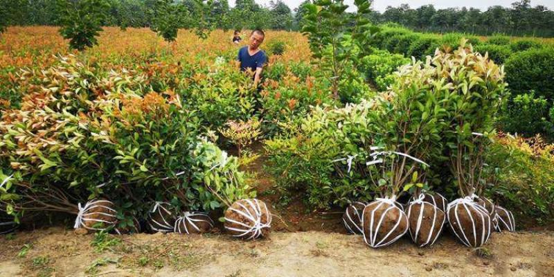 石楠球花坛绿化布景球形红叶石楠园林工程常青小苗木城市庭院