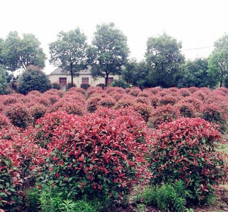 石楠球花坛绿化布景球形红叶石楠园林工程常青小苗木城市庭院