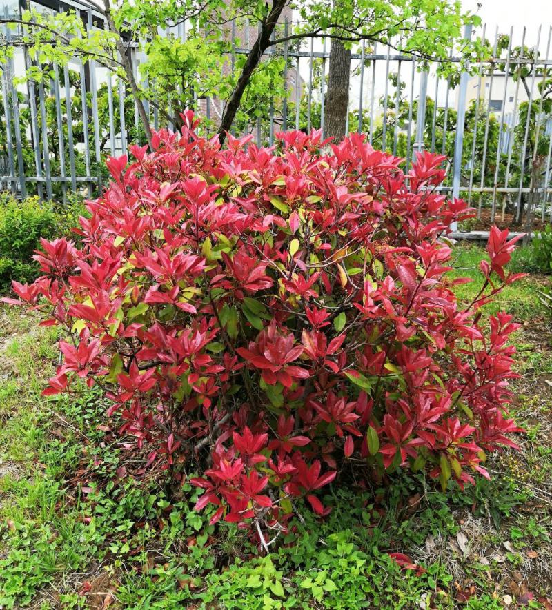 石楠球花坛绿化布景球形红叶石楠园林工程常青小苗木城市庭院