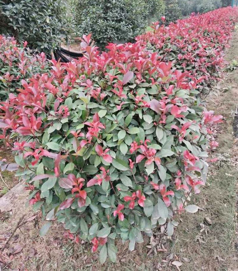 石楠球花坛绿化布景球形红叶石楠园林工程常青小苗木城市庭院