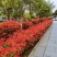 石楠球花坛绿化布景球形红叶石楠园林工程常青小苗木城市庭院