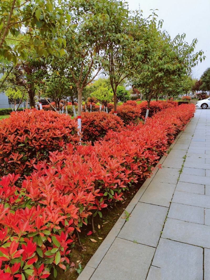 石楠球花坛绿化布景球形红叶石楠园林工程常青小苗木城市庭院