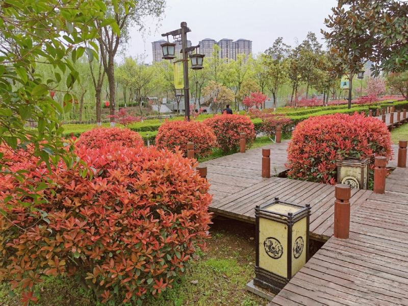 石楠球花坛绿化布景球形红叶石楠园林工程常青小苗木城市庭院