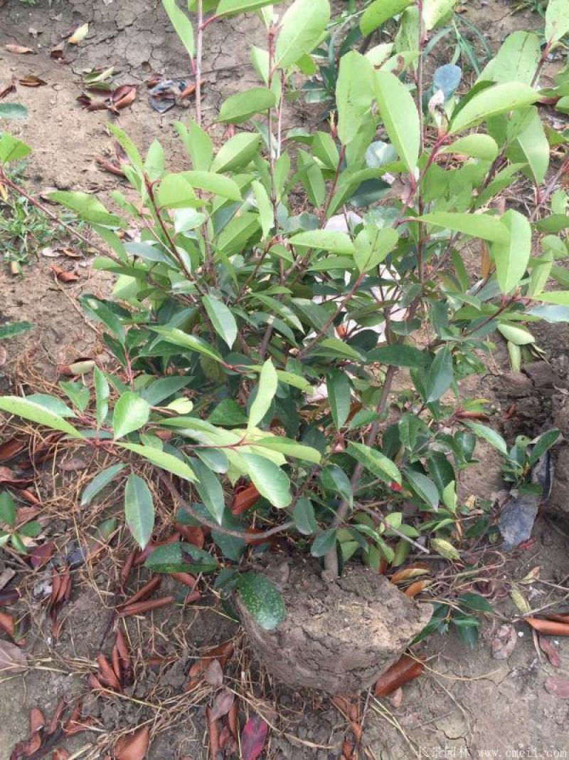 石楠球花坛绿化布景球形红叶石楠园林工程常青小苗木城市庭院