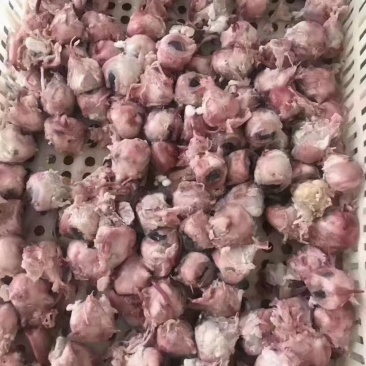 熟羊眼，精修，实拍图片，一手货源，量大从优