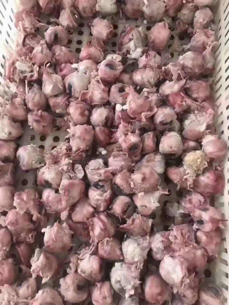 熟羊眼，精修，实拍图片，一手货源，量大从优