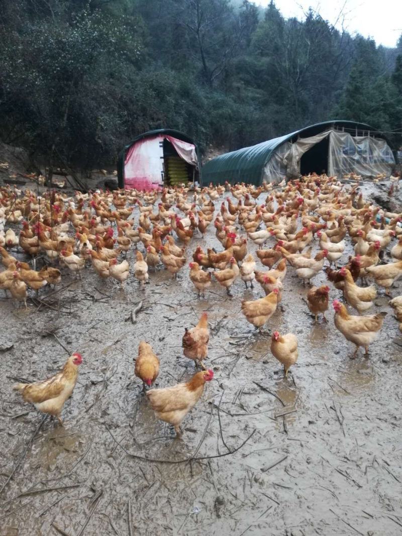 热销衡阳黄鸡苗黄土鸡苗三黄鸡苗湘黄鸡苗黄鸡大红公鸡苗