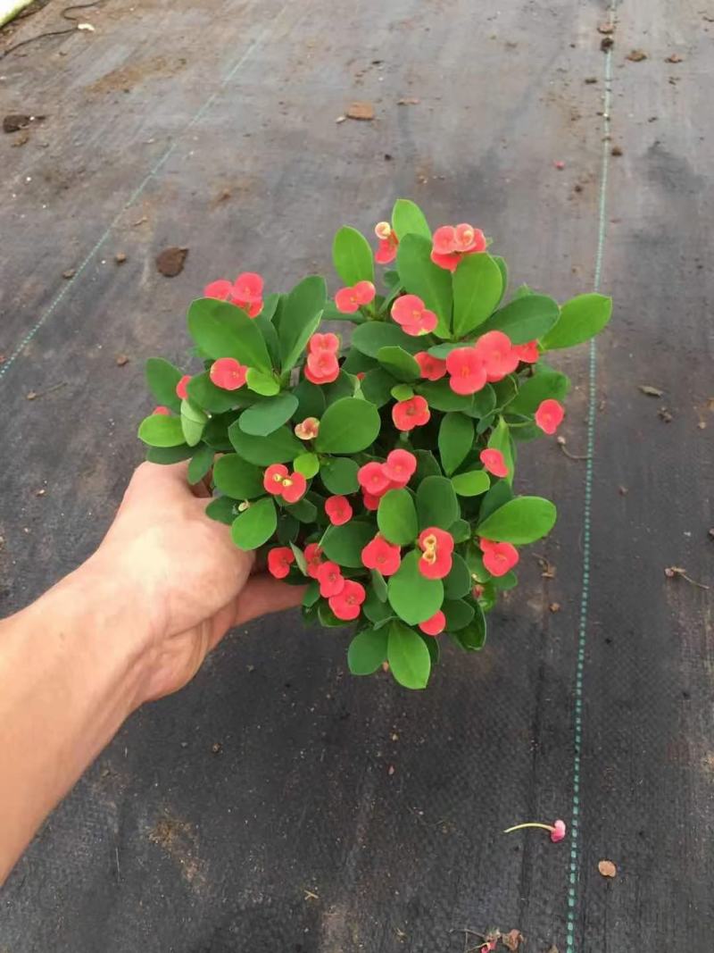 90#铁海棠110#虎刺梅批发花卉小盆栽带盆发物流