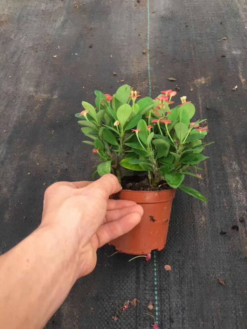 90#铁海棠110#虎刺梅批发花卉小盆栽带盆发物流