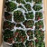 90#铁海棠110#虎刺梅批发花卉小盆栽带盆发物流