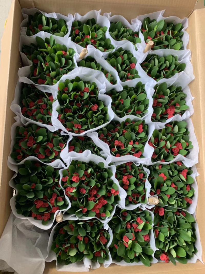 90#铁海棠110#虎刺梅批发花卉小盆栽带盆发物流