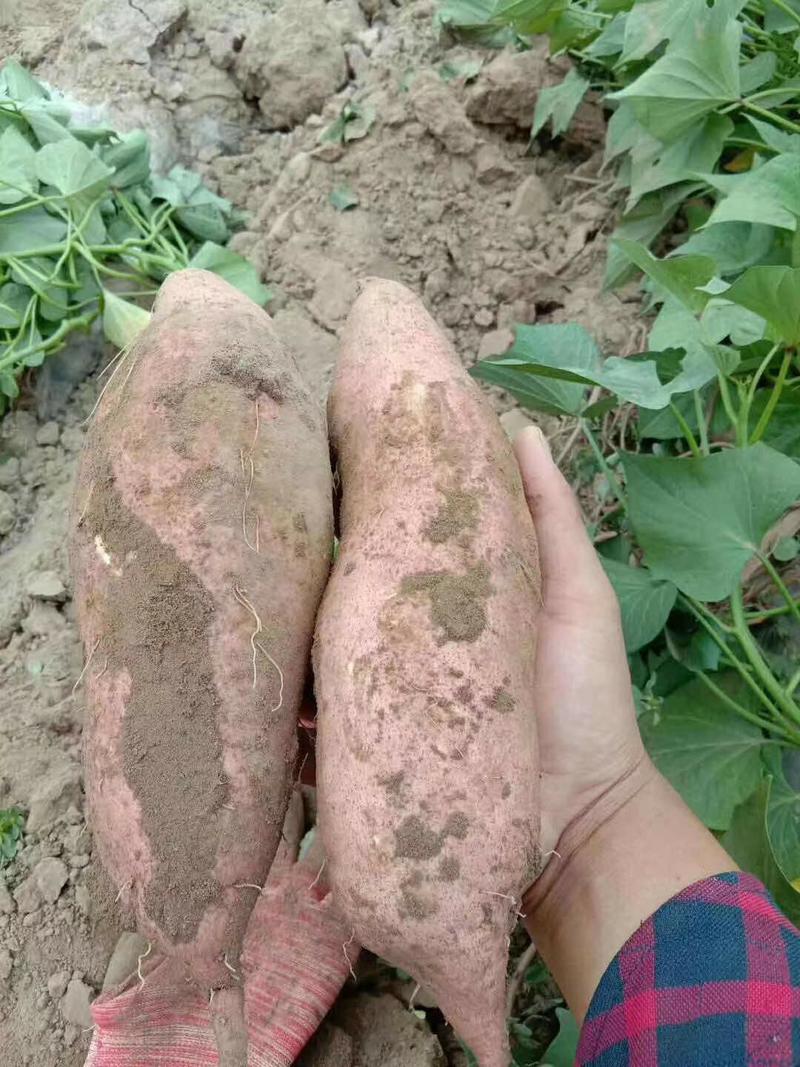 河南开封龙薯九号红薯产地直发一手货源批发品质保证发全国