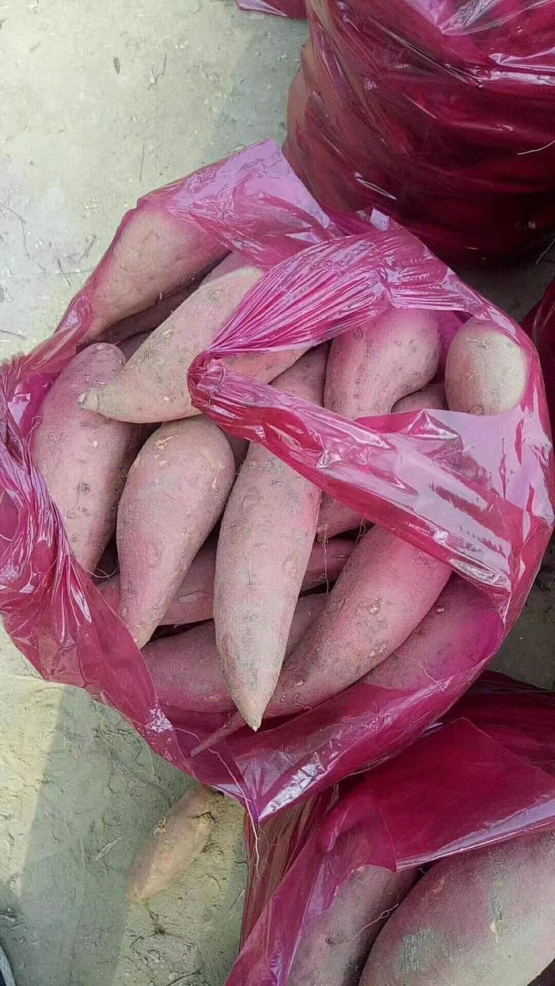 河南开封龙薯九号红薯产地直发一手货源批发品质保证发全国