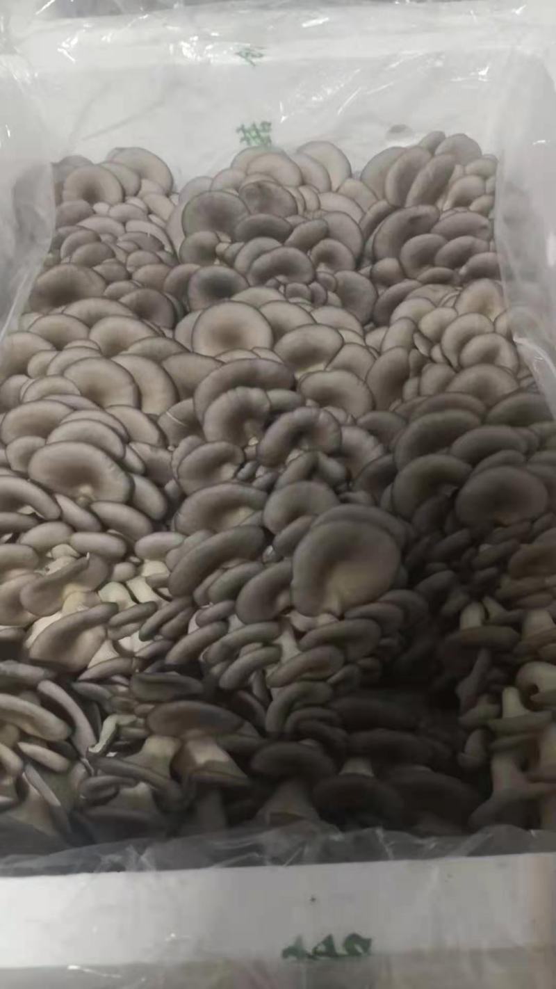 精品平菇出货