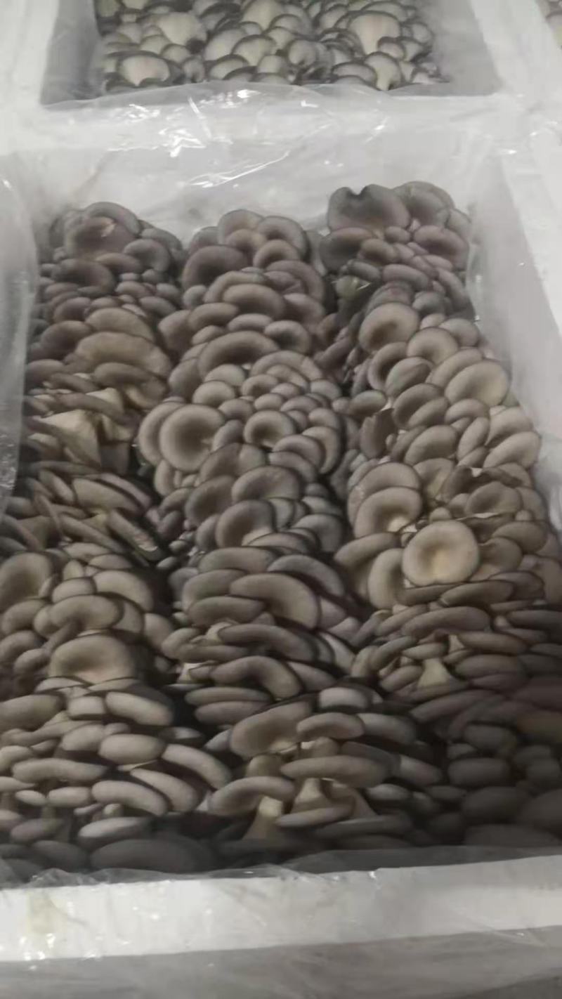 精品平菇出货