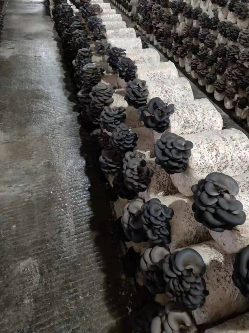 精品平菇出货