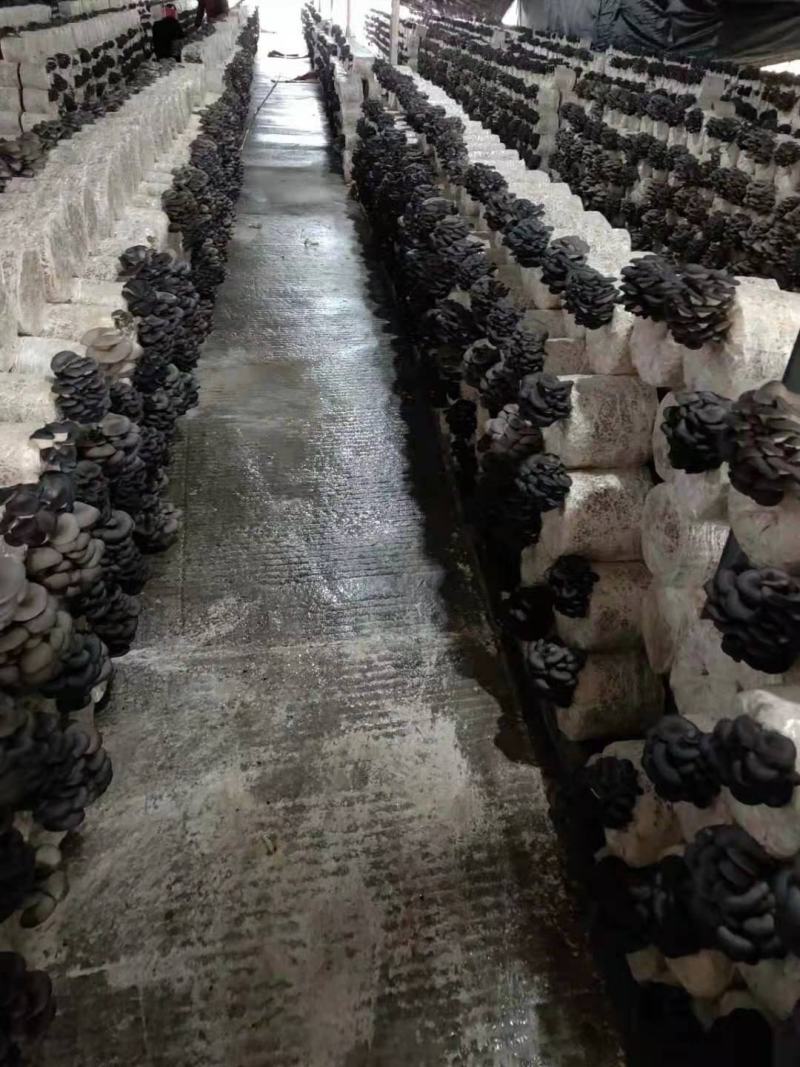 精品平菇出货