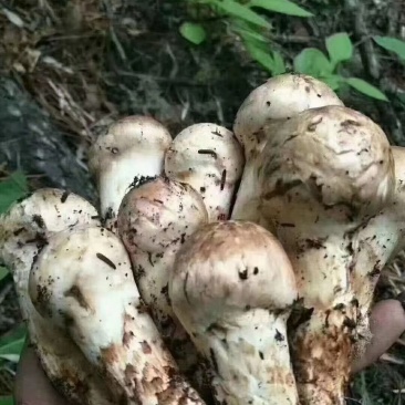 小金野生新鲜松茸顺丰空运冷链四川特产出口野生菌子蘑菇