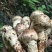 小金野生新鲜松茸顺丰空运冷链四川特产出口野生菌子蘑菇