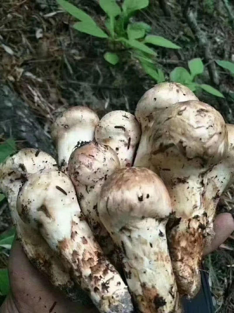 小金野生新鲜松茸顺丰空运冷链四川特产出口野生菌子蘑菇