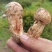 小金野生新鲜松茸顺丰空运冷链四川特产出口野生菌子蘑菇