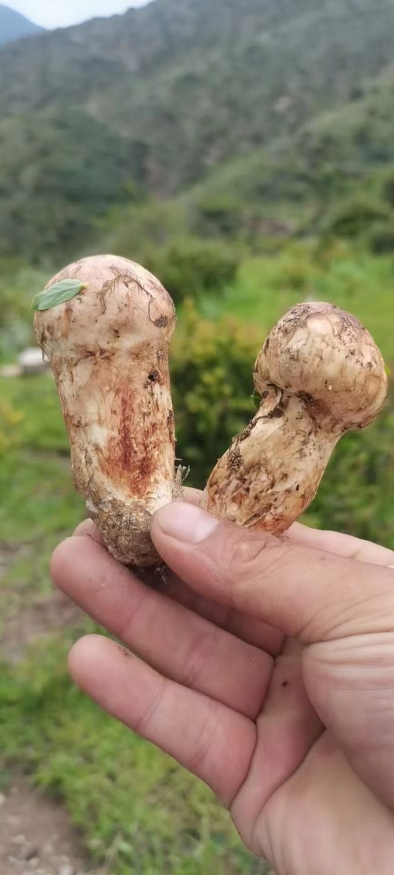 小金野生新鲜松茸顺丰空运冷链四川特产出口野生菌子蘑菇