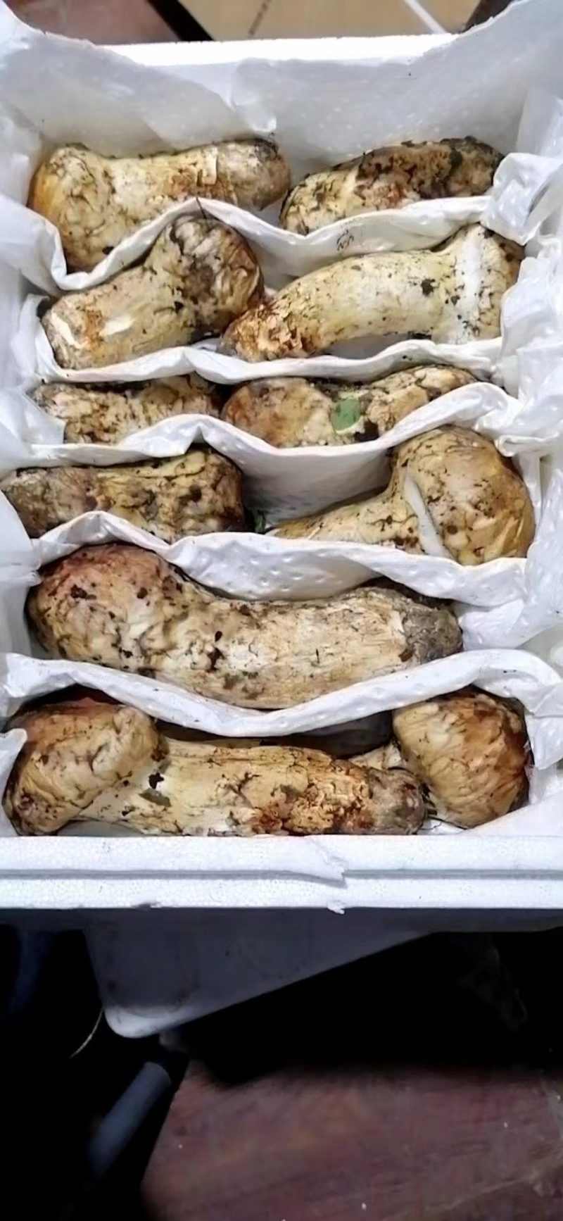 小金野生新鲜松茸顺丰空运冷链四川特产出口野生菌子蘑菇