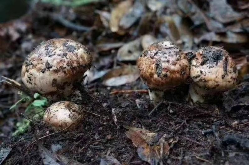 小金野生新鲜松茸顺丰空运冷链四川特产出口野生菌子蘑菇