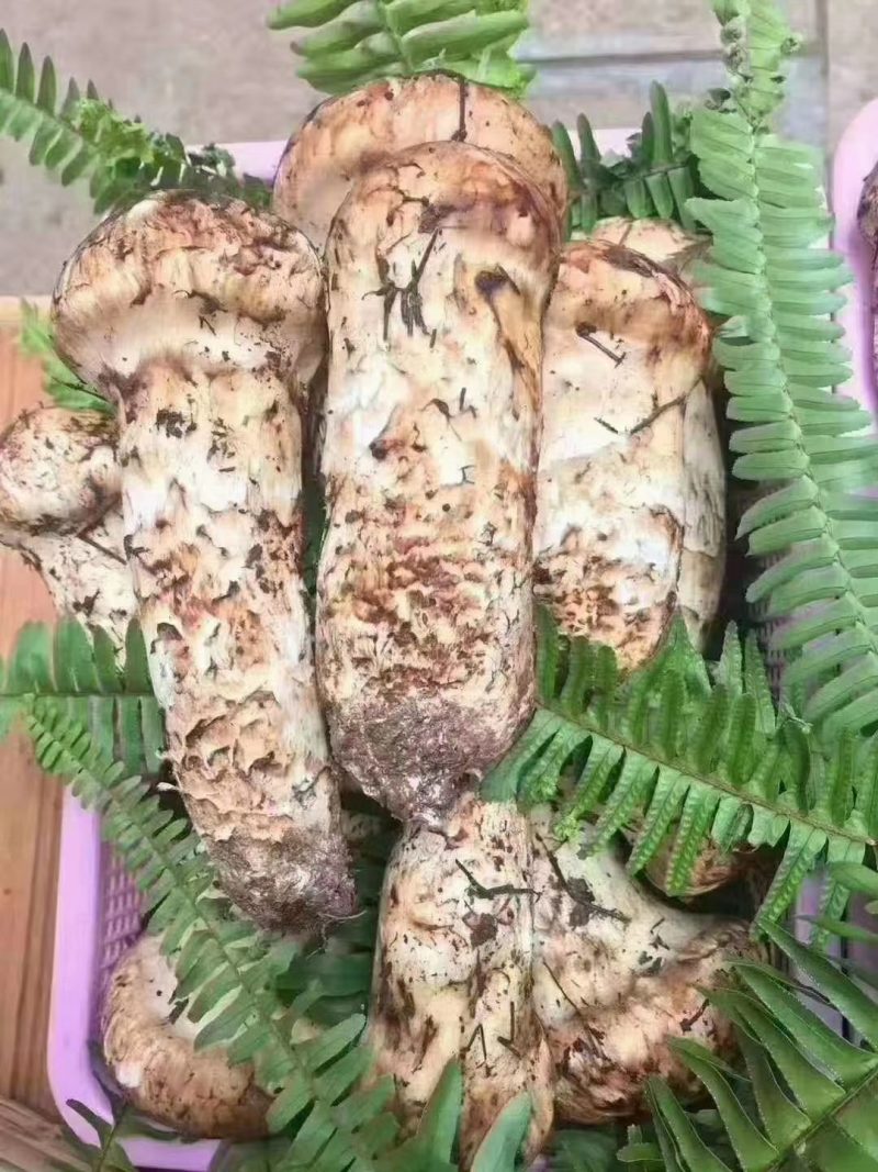 小金野生新鲜松茸顺丰空运冷链四川特产出口野生菌子蘑菇