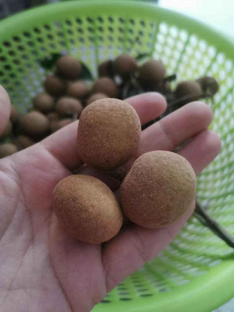 广东茂名优质龙眼桂圆储良石硖产地直发电商一件代发批发