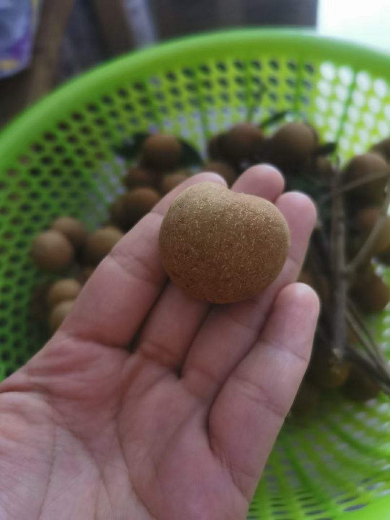 广东茂名优质龙眼桂圆储良石硖产地直发电商一件代发批发