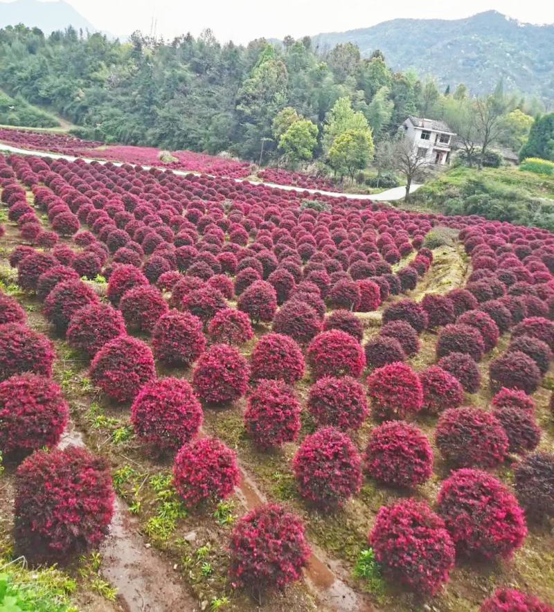 红花檵木球城市花坛布景园林绿化工程红继木球形庭院盆栽常青