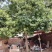 12公分～25公分国槐，土球全冠