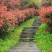 红叶石楠球城市花坛布景校园绿化园林工程球形小苗木庭院造型