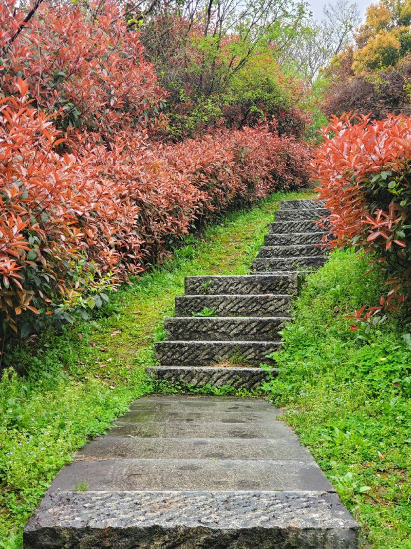 红叶石楠球城市花坛布景校园绿化园林工程球形小苗木庭院造型