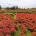 红叶石楠球城市花坛布景校园绿化园林工程球形小苗木庭院造型