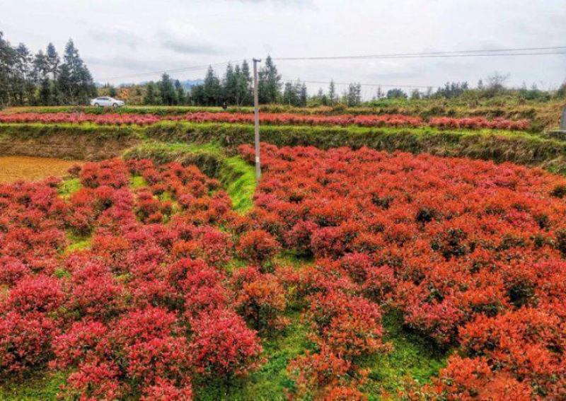 红叶石楠球城市花坛布景校园绿化园林工程球形小苗木庭院造型