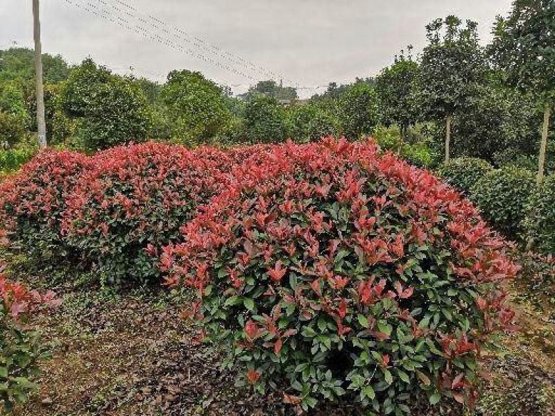 红叶石楠球城市花坛布景校园绿化园林工程球形小苗木庭院造型