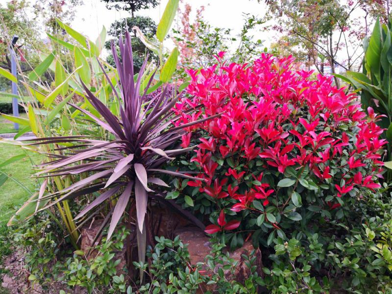 红叶石楠球城市花坛布景校园绿化园林工程球形小苗木庭院造型