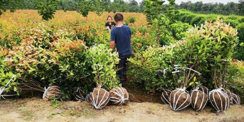 红叶石楠球城市花坛布景校园绿化园林工程球形小苗木庭院造型