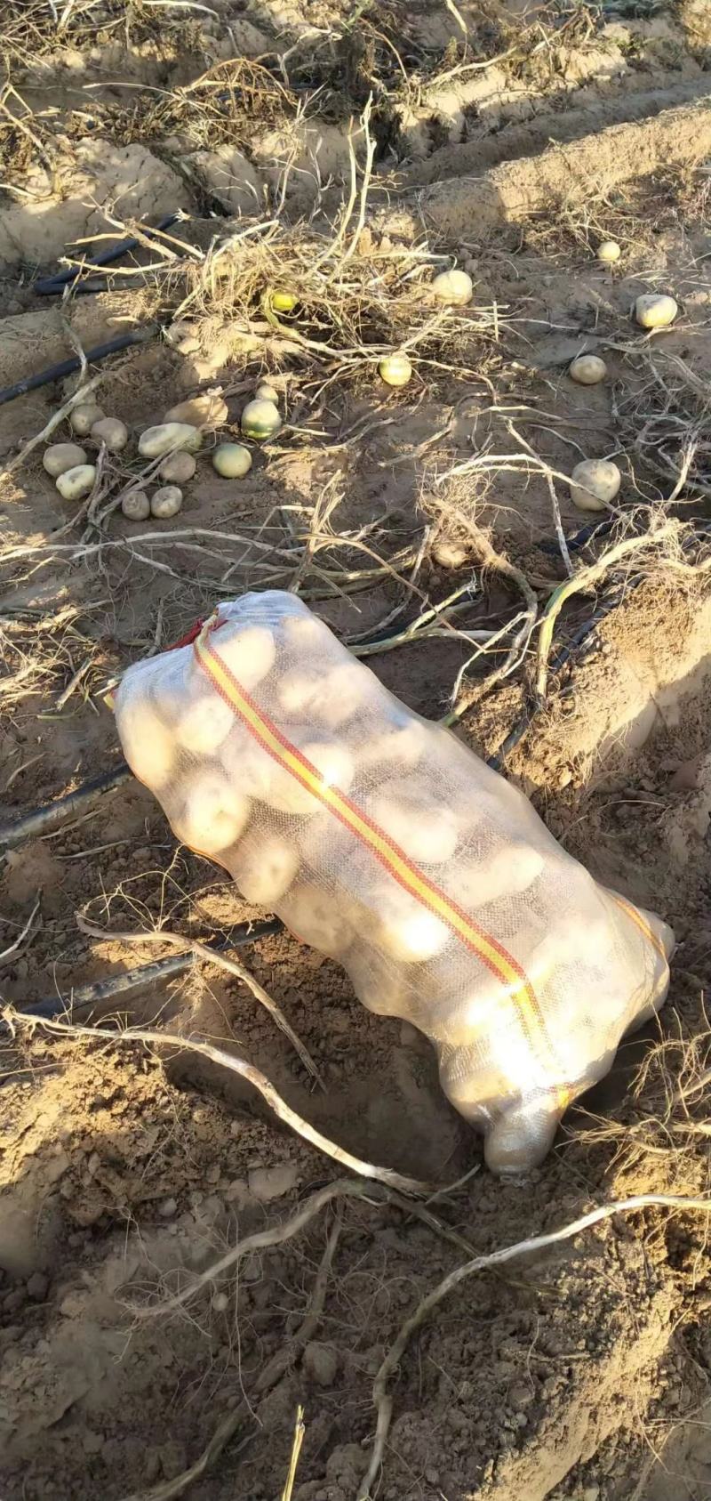 陕北定边沙漠土豆大量上市，黄心，白心，二两，三两起步都有