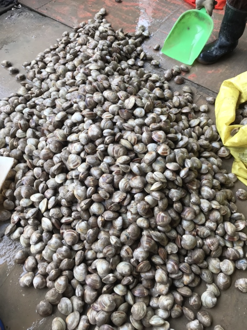 美贝鲜贝蛤蜊四不像鲜活美贝鲜活鲜贝不包运费